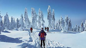 Langlaufen Bayerischer Wald